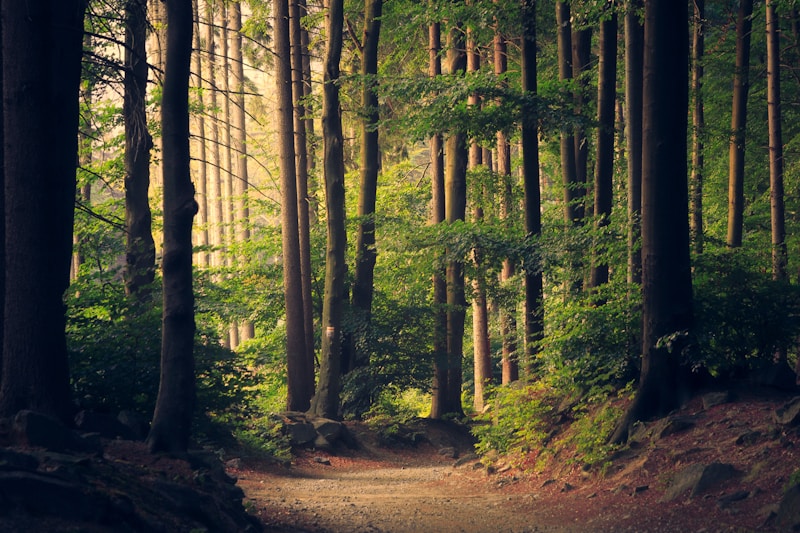Vocabulaire anglais de l'environnement – forêt et écosystème naturel