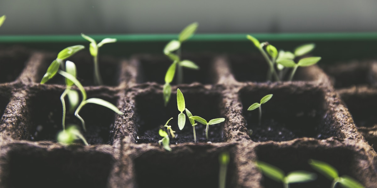 Noms de plantes en anglais - fleurs, arbres, jardin