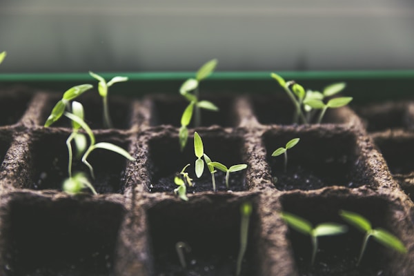Plantes